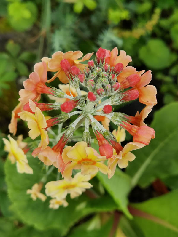 Primula 'Oriental Sunrise'